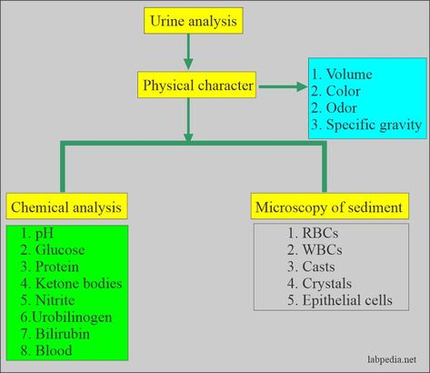 Summary of the urine analysis Urine Analysis Cheat Sheet, Urine Microscopic Examination, Urine Analysis, Nephrotic Syndrome, Normal Values, Acid Base Balance, Chemical Analysis, Squamous Cell, Biomedical Science