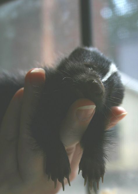 They're just too adorable! Remember to always be skunsponsible. Baby Skunk, Baby Skunks, Beautiful Wildlife, Baby Animals Pictures, Fluffy Animals, Cute Creatures, Sweet Animals, Animal Planet, Animals Friends