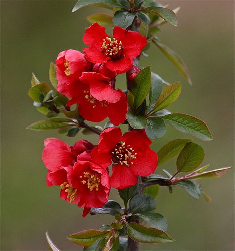 A flower from the Cydonia tree. Flowering Quince, Red Garden, Red Blossoms, Shade Trees, Pretty Plants, Flowering Trees, Exotic Flowers, Flowers Nature, Flower Photos