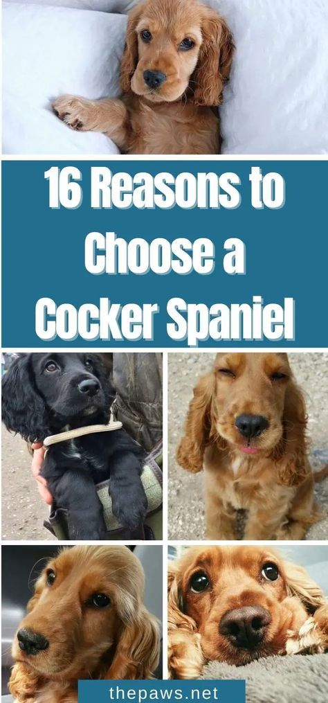 This is the sign you have been waiting for! We've listed 12 reasons why you should choose these wonderful creatures! Cocker Spaniel Haircut, Golden Cocker Spaniel Puppies, Miniature Cocker Spaniel, Golden Retriever Cocker Spaniel, Cocker Spaniel Grooming, Blue Roan Cocker Spaniel, English Cocker Spaniel Puppies, Golden Cocker Spaniel, Cocker Spaniel Mix