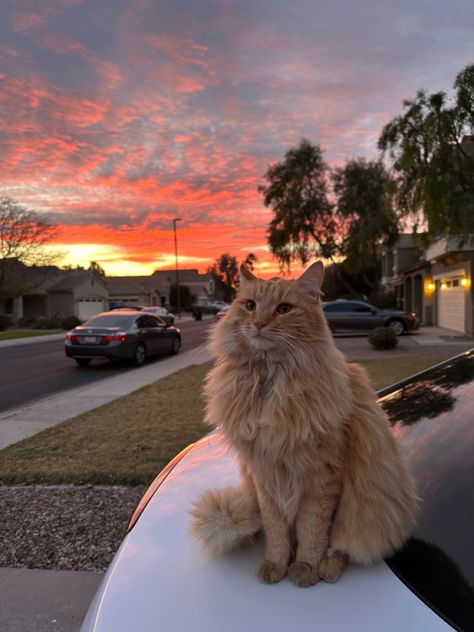 sunset arizona orange tabby cat long haired winter pink skies pretty Orange Tabby Long Hair, Long Haired Orange Cat, Long Hair Orange Cat, Orange Cats Aesthetic, Long Hair Tabby Cat, Long Haired Kittens, Long Haired Cat, Funny Animal Vines, Funny Animal Fails