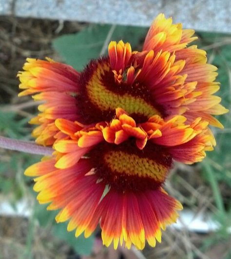 Gaillardia flower- So fascinated by this Gaillardia. I am blessed to have such a creation in my garden! Although deformed... Its amazing! Folio Inspiration, Gardening Drawing, Gardener Aesthetic, Gardening Aesthetic, Garden Tattoo, Nuclear Disasters, Aesthetic Garden, Dark Nature, Inspiration Images