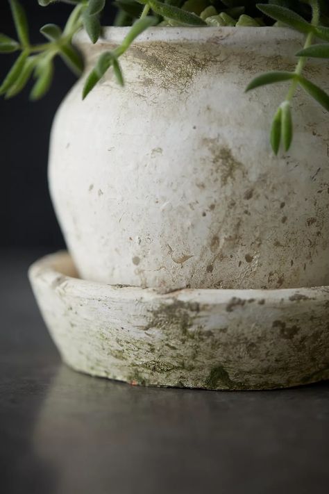 Earth Fired Clay White Curve Pots + Saucers, 3 Sizes Set | Anthropologie Aging Terra Cotta Pots, Rustic Pots, Fire Pots, Pottery Lessons, Diy Raised Garden, Bathroom Design Inspiration, Unique Planter, Fire Clay, Rustic Flowers