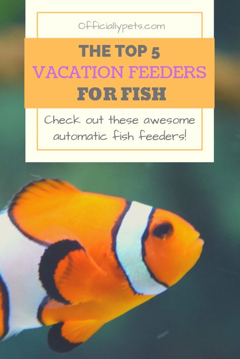 Best Vacation Feeder for Fish – Top 5 Automatic Fish Feeders | Check out the best vacation feeders for fish! Automatic feeders can provide the ideal solution, if you're going on a trip, leaving your fish behind! Find out which one's are worthwhile, in today's article! Fish Feeders, Automatic Fish Feeder, Fish Feeder, Fish Feed, Pet Tips, Automatic Feeder, Fish Food, Pet Fish, Types Of Fish