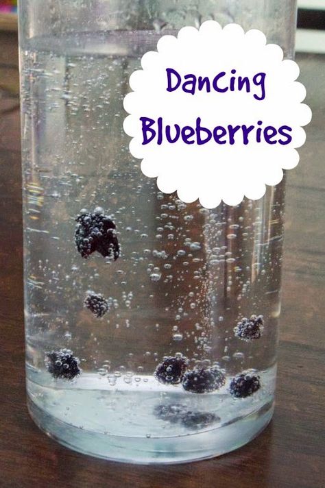 Dancing Blueberries-- this could be a fun science activity. (Would need dried blueberries and clear soda) Blueberry Crafts For Kids, Dancing Raisins, Blueberries For Sal, Kitchen Science Experiments, Science Week, Kid Science, Food Activities, Summer Preschool, Easy Science Experiments