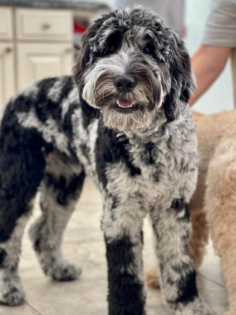 Merle Goldendoodle: The Unique Pattern Explained Chocolate Merle Goldendoodle, Blue Merle Goldendoodle, Black And White Goldendoodle, Merle Doodle, Merle Labradoodle, Goldendoodle Colors, Merle Goldendoodle, Brown Goldendoodle, Doodle Haircuts