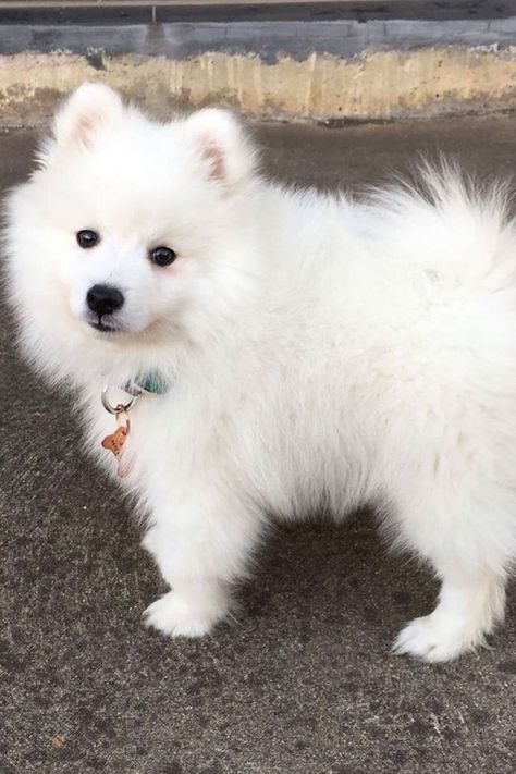 #pomeranian #puppy Husky Pomeranian Mix Puppy, Pomeranian Puppy White, Pomenarian Puppy, Aussie Pomeranian Mix Puppy, White Pomeranian Puppies, Cute Baby Puppies, Kittens For Sale, Puppy Images, Cute Pastel Wallpaper