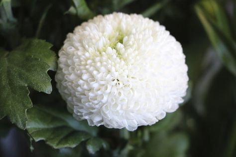 Pompom chrysanthemums look like big fluffy cotton wool balls. Potted Mums, Caring For Mums, Garden Mum, Unicorn Painting, White Chrysanthemum, Foto Transfer, Bridesmaids Bouquet, Light Pink Flowers, Flower Meanings