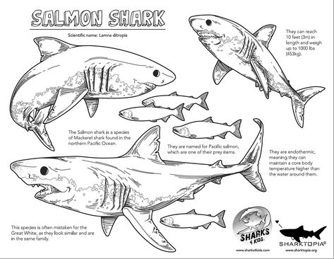 FEB 2019 Elasmobranch of the Month: Salmon Shark Sharks Facts, Salmon Shark, Shark Sheets, Shark Activities, Sea Creatures Drawing, Free Dive, Types Of Sharks, Shark Facts, River Monsters