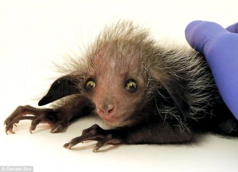 The distinction of being considered to be so strange is thanks to the aye-aye's bizarre appearance and unusual eating habits Dear Animal, Odd Animals, Ugly Monkey, Story London, Denver Zoo, London Boy, Louis Partridge, Aye Aye, Rare Species