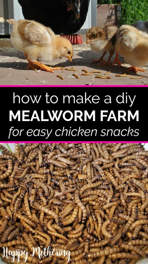 Worm Farming Diy, Mill Worms Raising, Mealworms Farm Diy, Diy Meal Worm Farm, Worm Farm For Chickens, How To Raise Mealworms For Chickens, Growing Mealworms For Chickens, How To Grow Meal Worms For Chickens, Diy Mealworm Farm