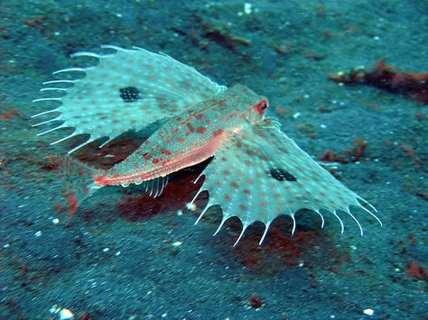 Oriental Flying Gurnard ( Dactyloptena orientalis ) This deep-sea creature called the oriental flying gurnard is a flying gurnard found in the Indo-Pacific Oceans at depths down to 100 m. Their length is up to 40 cm. The oriental flying gurnard has huge, round pectoral fins. The fins are usually held against the body, but when threatened they can expand the ‘wings’ to scare off a predator. Flying Gurnard ( Dactylopterus volitans ) Deep Sea Animals, Sea Life Wallpaper, Weird Sea Creatures, Deep Sea Life, Strange Animals, Fauna Marina, Salt Water Fish, Water Creatures, Deep Sea Creatures