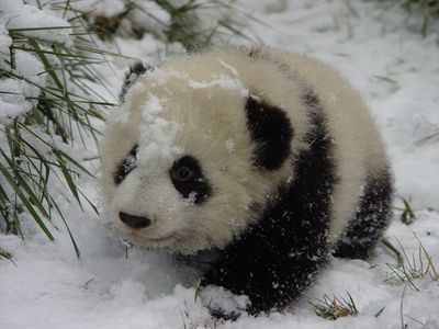 Snow Panda, Baby Pandas, Panda Stuff, Baby Panda Bears, Panda Lindo, Panda Baby, Panda Bears, Snow Days, Panda Love