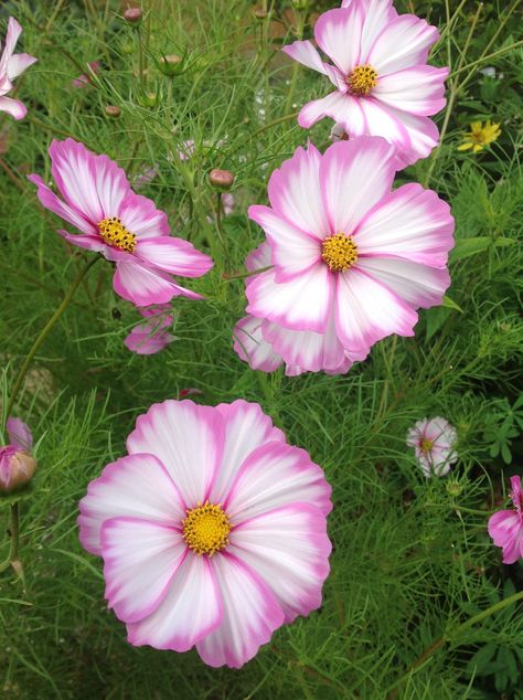 Cosmos Candy Stripe, Cosmos Daydream, Daydream Wallpaper, Flowers Cosmos, Cranesbill Geranium, Flannel Flower, Flax Flowers, Day Lilies, Cosmos Flowers