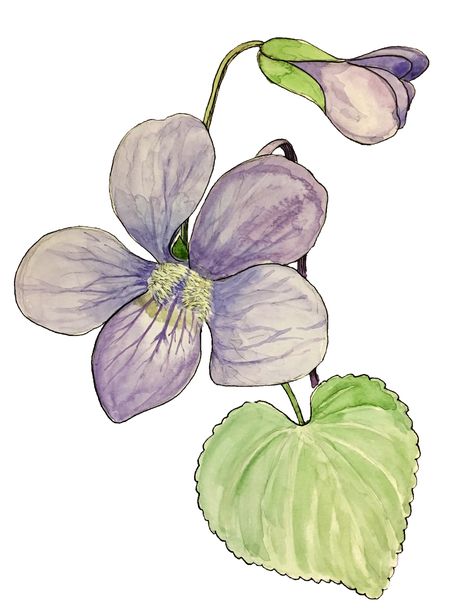 Common Violet, Common Blue Violet, Violet Botanical Illustration, Common Blue Violet Tattoo, Blue Violet Tattoo, Violet Drawing, Violet Flower Tattoos, Violet Tattoo, Botanical Sketchbook