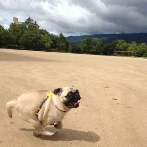 The look of pure joy. I love that 'legs-in-tail-down' super run that pugs do. <3 Pug Running, Flying Pug, Pug Training, Dog Reference, Pug Accessories, Pug Photos, Rabbit Run, Pug Art, Pug Mom