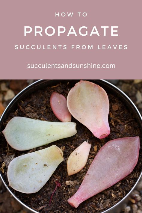 This is one of the most fun aspects of growing succulents -- growing more from just a leaf!  In this article you'll learn exactly how to get more succulent babies from the ones you already own. How To Propagate Succulents, Propagate Succulents From Leaves, Propagate Succulents, How To Water Succulents, Succulent Landscape Design, Living Garden, Baby Succulents, Container Garden Design, Succulent Landscaping