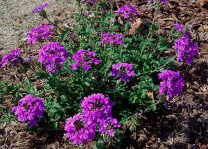 Verbena canadensis Edible Ferns, Plant Care Instructions, Herbaceous Perennials, Native Garden, Plant Nursery, Rare Plants, Exotic Plants, Drought Tolerant, Ground Cover