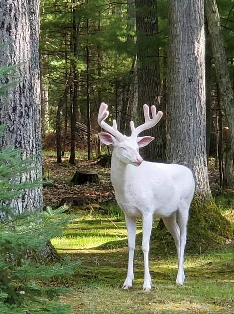 White Deer Aesthetic, Albino Deer, Rare Albino Animals, Albino Animals, White Deer, Rare Animals, Pretty Animals, Love Animals, Majestic Animals