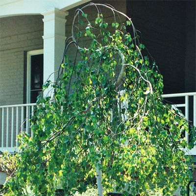 Yongii Serpentine River Birch Weeping Birch, Cool Trees, Betula Pendula, River Birch, Bought A House, Garden Designer, Garden Trees, Birch Tree, Landscaping Plants