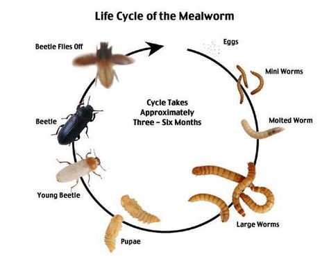 mealworm life cycle Meal Worms Raising, Mealworm Farm, Frog Terrarium, Bearded Dragon Diet, Meal Worms, Baby Bearded Dragon, Bearded Dragon Cute, Bearded Dragon Care, Worm Farm