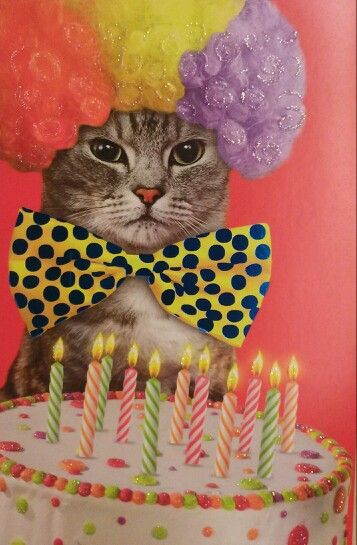 Cat clown birthday funny Cat Birthday Memes Funny, Happy Birthday Kittens, Happy Birthday Kitten, Happy Birthday Italian, Happy Birthday Clown, Cat Birthday Memes, Cat Birthday Wishes, Cat Clown, Clown Birthday