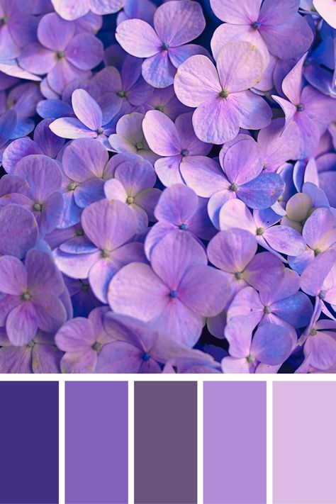 A vibrant purple fall color palette featuring a cluster of delicate hydrangea petals in varying shades of purple and lavender, celebrating the richness of autumnal blooms. Elegant Purple Color Palette, Luxury Purple Color Palette, Purple Color Palette Canva, Purple Color Palette Names, Vibrant Purple Color Palette, Color Scheme Generator, Purple Color Palettes, Fall Color Palette, Color Palette Generator