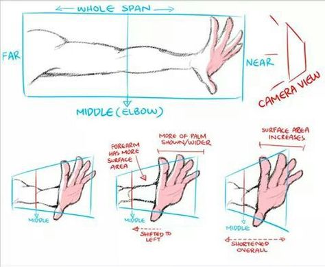 Arm perspectives Beginner Drawing, Photo Manga, Draw Hands, Hand Reference, Perspective Drawing, Different Angles, Nature Drawing, Anatomy Drawing, Poses References