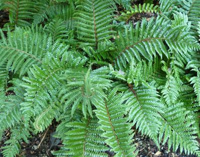 Polystichum 'Japanese Tassle' Polystichum Acrostichoides, Christmas Fern, Autumn Fern, Evergreen Shrubs, Shade Plants, Back Garden, Pink Peonies, Garden Seeds, Flower Beds