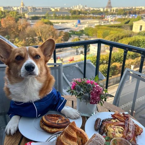 Peninsula Paris, Corgi Breeds, Corgi Owner, Dog Friendly Hotels, Matching Pjs, Cute Corgi, Pembroke Welsh Corgi, Paris Hotels, Dog Eating