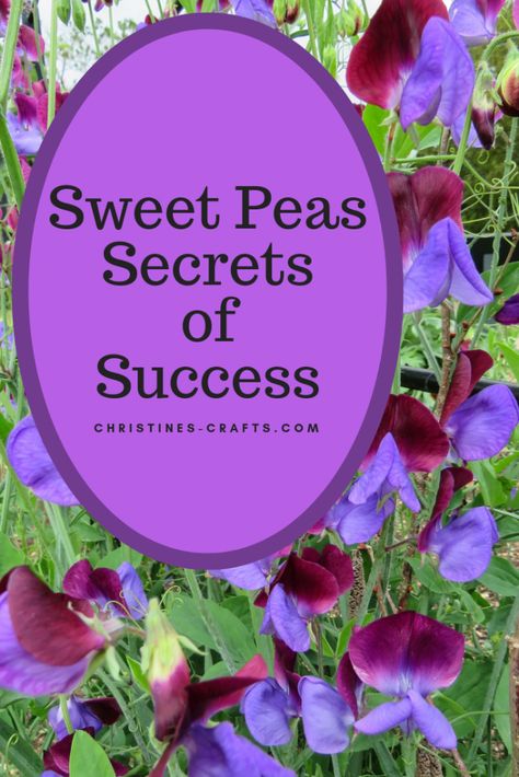 Sweet Peas Success Secrets Enjoy all Summer ~ Christine's Crafts Growing Sweet Peas, Sweet Pea Plant, Cut Flower Farm, Sweet Pea Seeds, Sweet Pea Flowers, Garden Vines, Garden Shrubs, Pea Flower, Cut Flower Garden