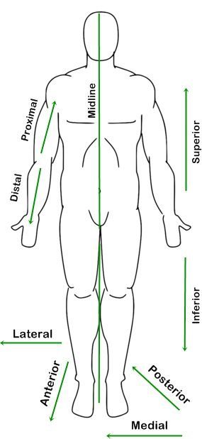 Proximal And Distal, Anatomical Directional Terms, Medical Directional Terms, Regional Terms Anatomy, Orthopedic Medical Assistant, Directional Terms Anatomy, Mortuary School, Anatomical Position, Anatomical Terms