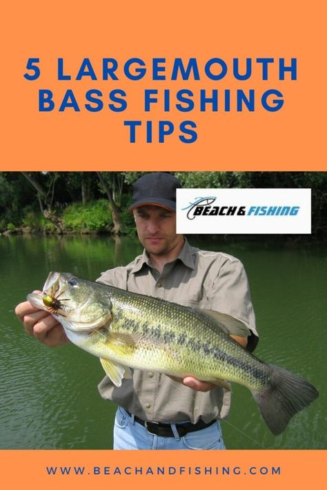 Best Bass Fishing Lures, Largemouth Bass Fishing, Fishing Basics, How To Fish, Fishing For Beginners, Fly Fishing Tips, Bass Fishing Lures, Bass Fishing Tips, Bass Lures