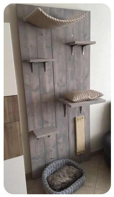 Cat Tower Alternatives, Cat Shelf Diy Ideas, Shelves For Cats Diy, Wall Cat Tower, Diy Cat Carpet Wall, Wall For Cats Diy Projects, Diy Cat Cattery, Diy Cat Tree On Wall, Cat Wall Tower