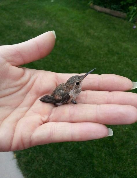 "A tiny baby hummingbird!" Humming Bird Aesthetic, Baby Hummingbirds, Regnul Animal, Baby Animals Pictures, Humming Bird, Pretty Animals, Silly Animals, Cute Animal Photos