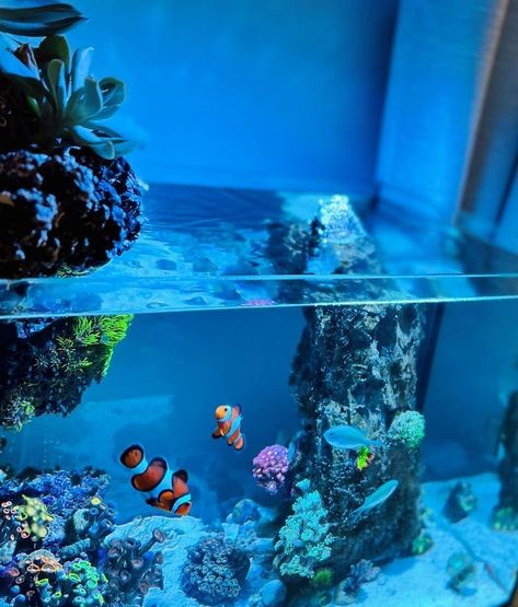 Wood Table For Fish Tank, Lagoon Reef Tank, Marine Fish Tank Ideas, Nemo Fish Tank, Saltwater Aquarium Ideas, Saltwater Fish Tank, Nano Reef Tank, Salt Water Tank, Aquarium Tanks