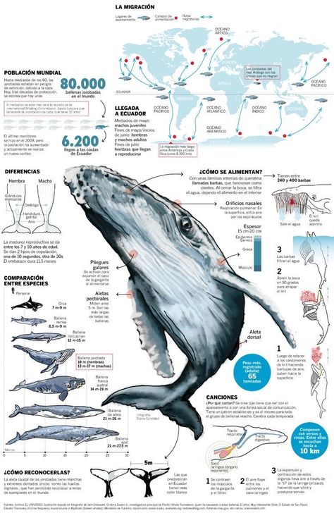 Whale Infographic, Linework Drawing, Oceanography Marine Biology, Camera Poster, Marine Poster, Biology Poster, Animal Infographic, Scientific Poster, Ocean Room