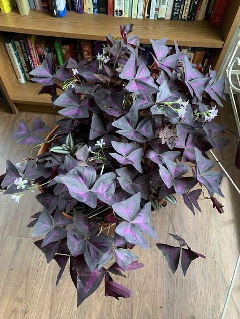 8 Best Purple Vines You Can Grow as Houseplants Citrus Tree Indoor, Shamrock Plant, Purple Shamrock, Oxalis Triangularis, Easy To Grow Houseplants, Indoor Plant Wall, Scented Geranium, Potted Houseplants, Easy Care Plants