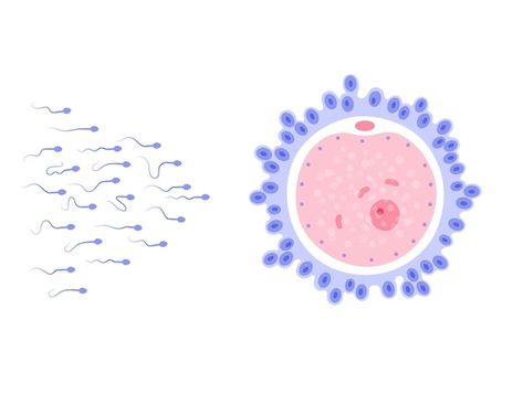 Human Egg Cell, Fertility Illustration, Cell Anatomy, Egg Cell, John Wick Movie, Fertility Diet, In Vitro, Illustration Work, Board Book