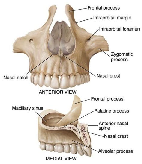 Mandible Anatomy, Jaw Anatomy, Human Skull Anatomy, Anatomy Head, Communication Disorders, Dental Assistant Study, Anatomy Bones, Skull Anatomy, Dental Hygiene School