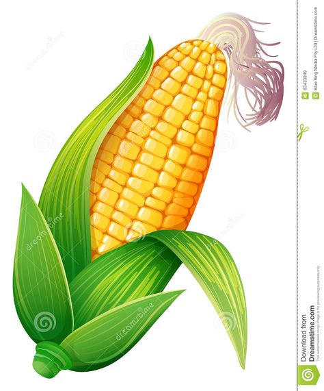 Maíz en la mazorca fresco ilustración del vector. Ilustración de cuadro - 63433849 Fresh Corn On The Cob, Fruit Icons, Fruits Drawing, Corn Plant, Corn Recipes, Corn On The Cob, Corn On Cob, Fresh Corn, Easy Christmas Diy