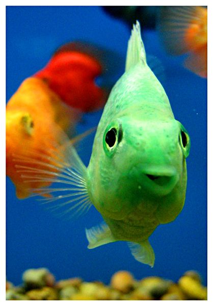 Smiling Fish, Creature Marine, Parrot Fish, Pretty Fish, Green Fish, Aquarium Supplies, Beneath The Sea, Salt Water Fish, Water Animals