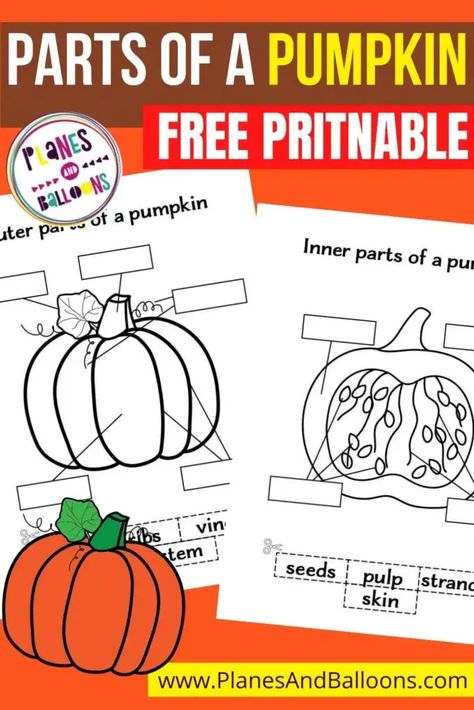 Free printable parts of a pumpkin worksheets. Label the parts of a pumpkin for kindergarten and preschool. Fall worksheets. #planesandballoons Fun Pumpkin Activities For Kindergarten, Pumpkin Parts Labeling, Pumpkin Vocabulary Cards Free, Pumpkin Labeling Kindergarten, Pumpkin Dissection Preschool, Pumpkin Labels Free Printable, Parts Of A Pumpkin Kindergarten, Preschool Activities For November, Pumpkin Parts Preschool