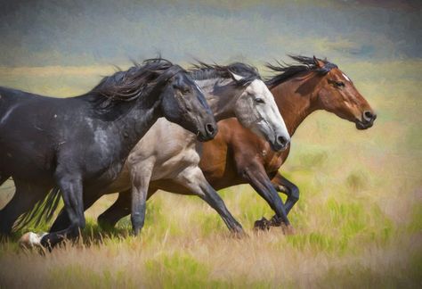 Three Mares on the Run Horses Reference, Wild Horses Running, Wild Horses Photography, Horses Running, Horse Anatomy, Mustang Horse, Horse Dressage, Wild Mustangs, Grey Horse