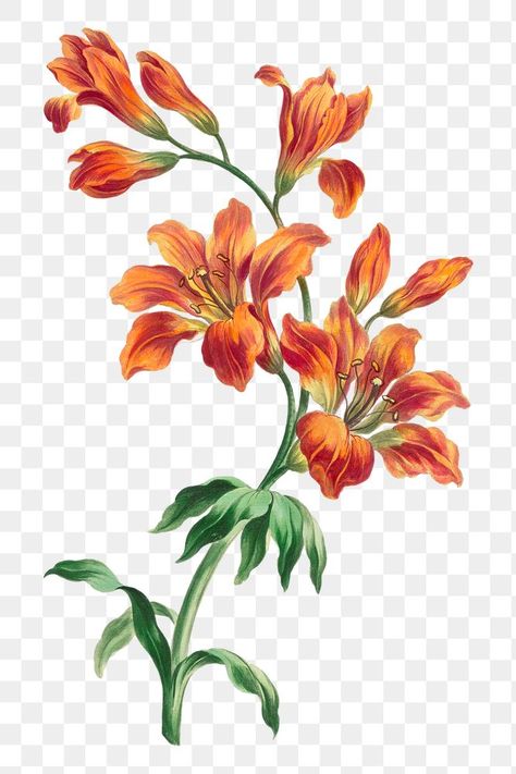 Orange Day Lily Tattoo, Orange Flowers Illustration, Orange Lily Tattoo, Orange Floral Background, Flower Illustration Design, Botanic Flowers, Flower Illustration Art, Orange Prints, Flower Digital Art