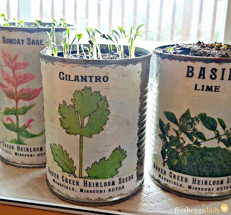 Tin Can Garden Ideas, Windowsill Ideas, Tin Planters, Herb Garden Planter, Windowsill Garden, Starting Seeds Indoors, Apartment Plants, Tin Can Crafts, Herb Planters