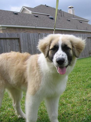 Our Great Pyrenees Anatolian Shepherd Mix Puppy at 4 months Saint Shepherd Dog, Great Pyrenees Anatolian Shepherd, Saint Pyrenees Dog, Anatolian Shepherd Great Pyrenees, Anatolian Pyrenees, Anatolian Shepherd Puppies, Dog Oc, Shepherd Mix Puppies, Pyrenees Puppies