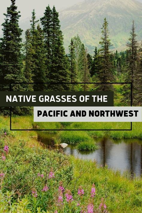 northwest and pacific native grasses