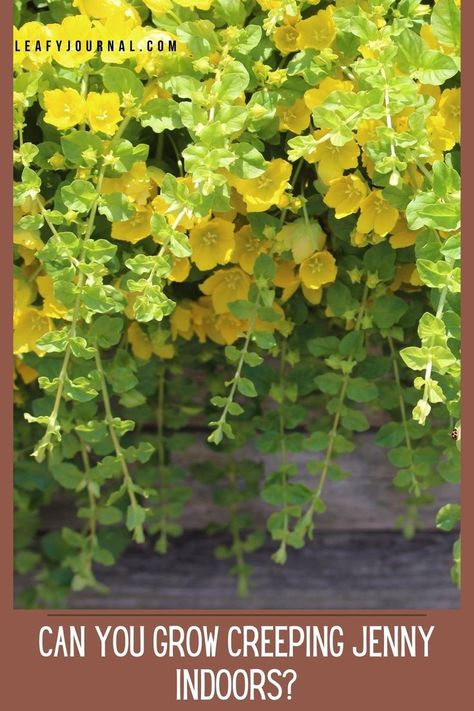 Creeping Jenny Plant, Creeping Jenny, Indoor Plant Care, Evergreen Plants, Sun Plants, Growing Indoors, All About Plants, Plant Care, Container Gardening