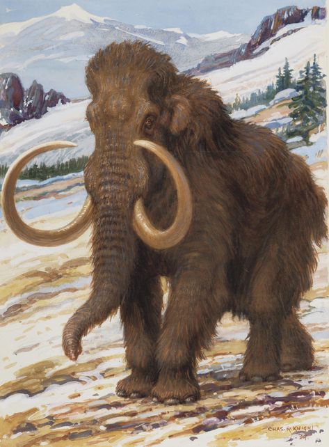 Prehistoric Wildlife, Woolly Mammoth, Prehistoric World, Wooly Mammoth, Ancient Animals, Prehistoric Art, Paleo Art, Extinct Animals, Prehistoric Creatures